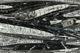 Polished Fossil Orthoceras (Cephalopod) Plate - Morocco #336140-1